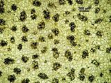 Asperococcus bullosus4